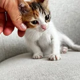Котенок 4