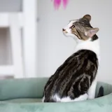Котенок Космо ищет дом 5
