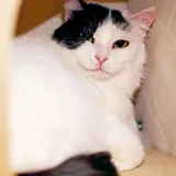 Кошка Мовита 1