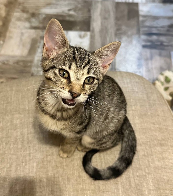 Котенок Манка 4