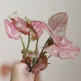 Алоказии и клубни 4