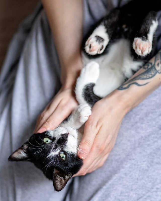 Котёнок Браин ищет дом 4