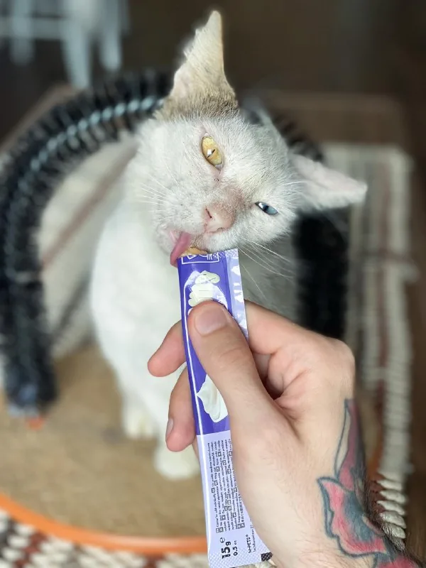 Кошка Луми 1