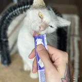 Кошка Луми 1