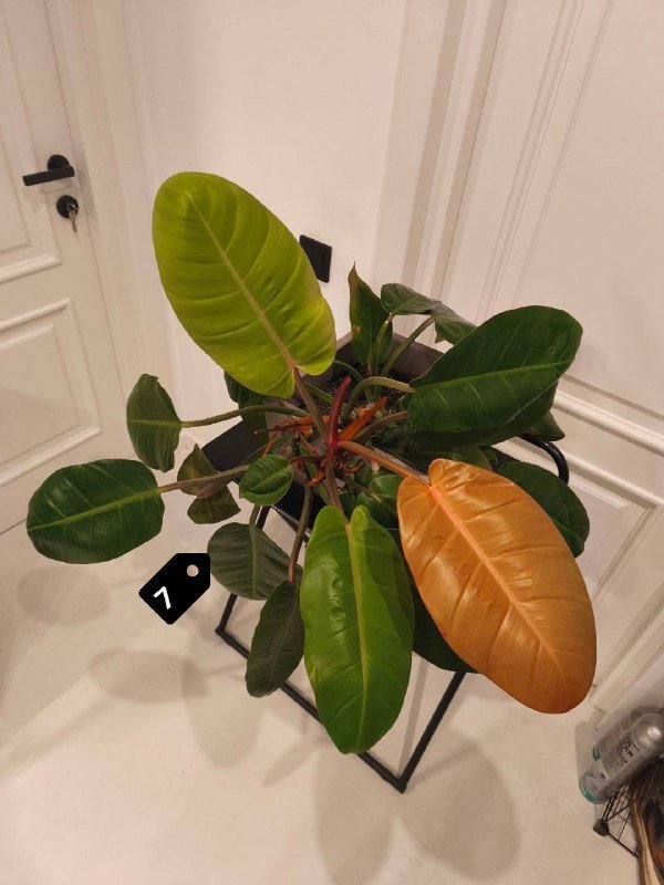 Стрелиция Николая, Замиокулькас, Монстера, Филодендроны и др. 7