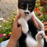 Котенок Звёздочка 3