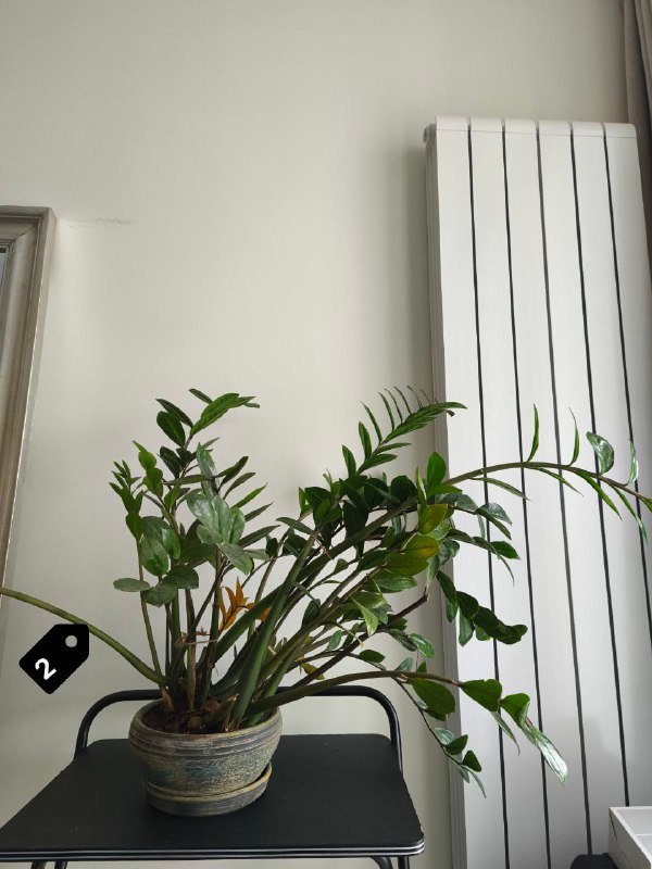 Стрелиция Николая, Замиокулькас, Монстера, Филодендроны и др. 2