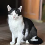 Тесла, кот 1