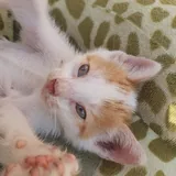 Котенок 2