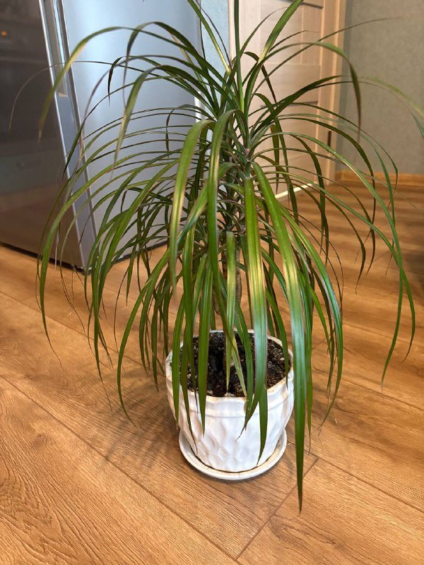 Цветы, столик jysk, пластиковый стул, картина панелька 2