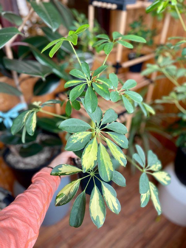 Шефлера вариегатная в прозрачном горшке