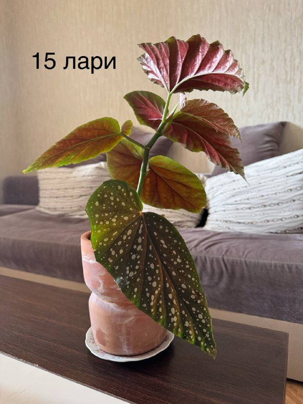 Стульчик для кормления, приставная кроватка, шезлонг, вещи для младенца 68 размер 3