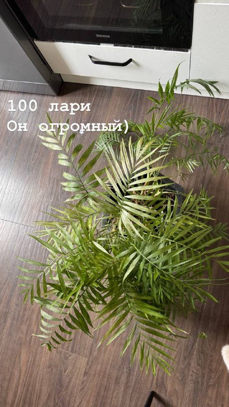 Цветы 3