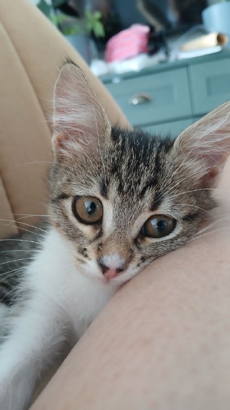 Котенок девочка Сулико ищет дом 6