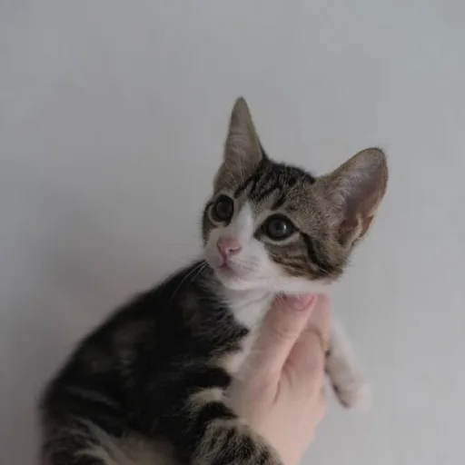 Кошечка Элли ищет дом