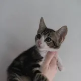 Кошечка Элли ищет дом 1