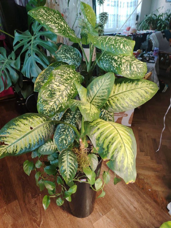 Диффенбахии и сциндапсус в красивом кашпо