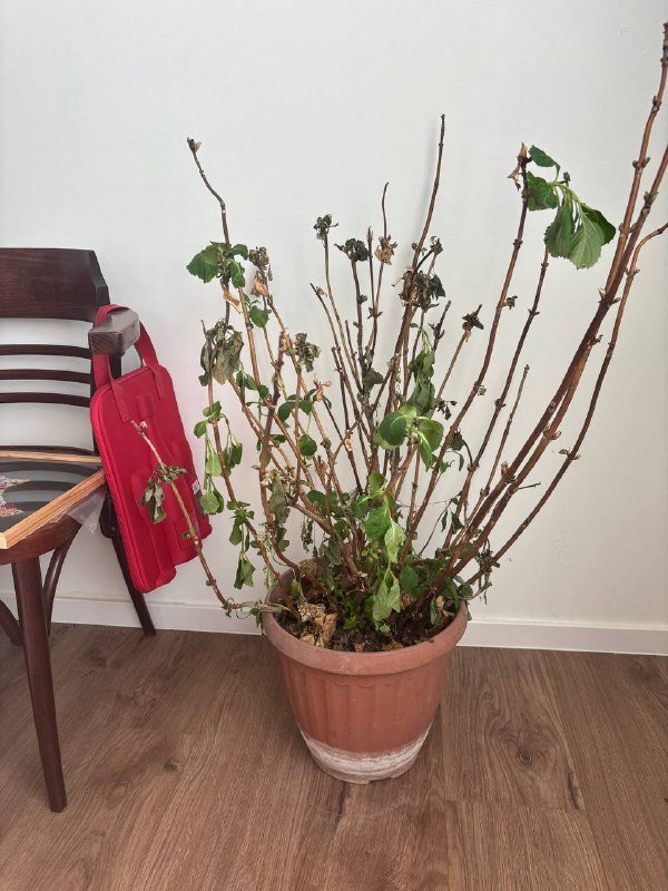 Цветы и горшки 6