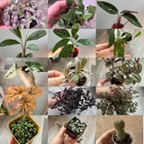 Домашняя коллекция растений, горшки и кашпо 3