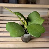 Тропические растения, 9 шт. 4