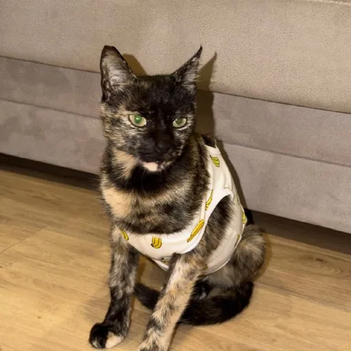 Кошка ищет дом