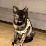 Кошка ищет дом 1