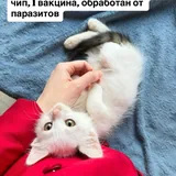 Кошеня Ангора шукає люблячу сім’ю 3