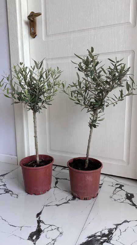 Дерево Олива 55 см без горшка