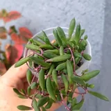Комнатные растения, черенки 1