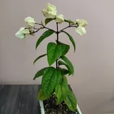 Комнатные растения 3