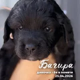Щенки в добрые руки 9