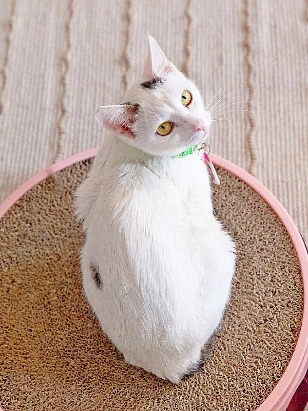 Тильда, кошка 1