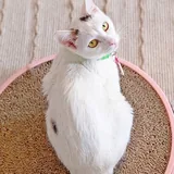 Тильда, кошка 1