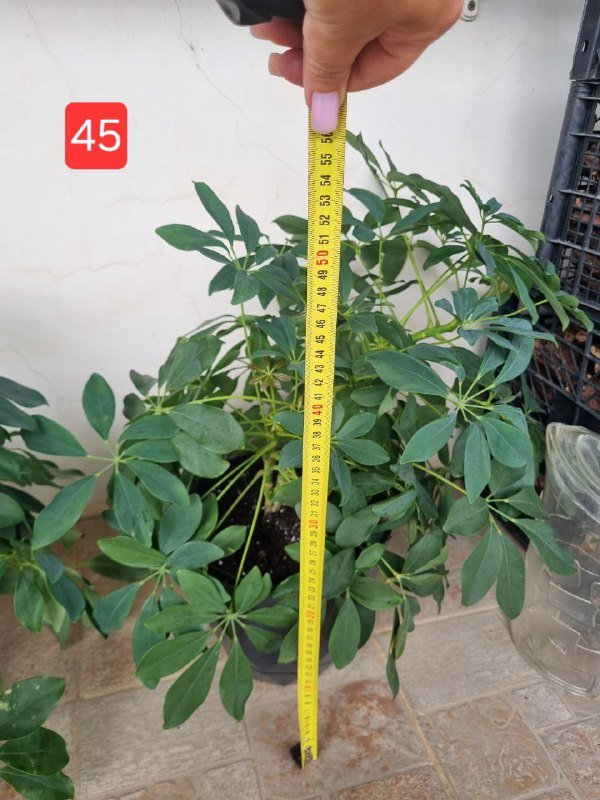 Цветы шефлера в горшках и пластике 5