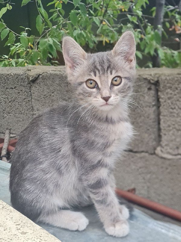 Котята ласковые и милые 7