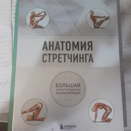 Анатомия растяжек