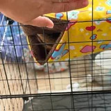 Клетка для животных, гамаки 2