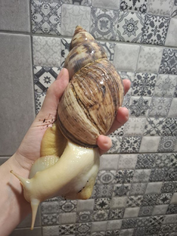 Улитки ахатины иммакуляты и альбины 2