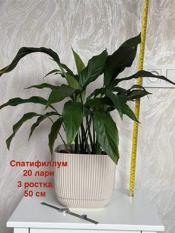 Комнатные растения Авокадо, Гибискус, Фикус, Спатифиллум, Сансевиерия 6