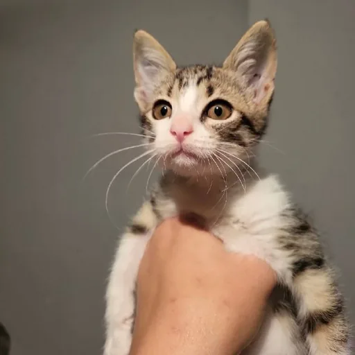 Котёнок Анфиска ищет дом