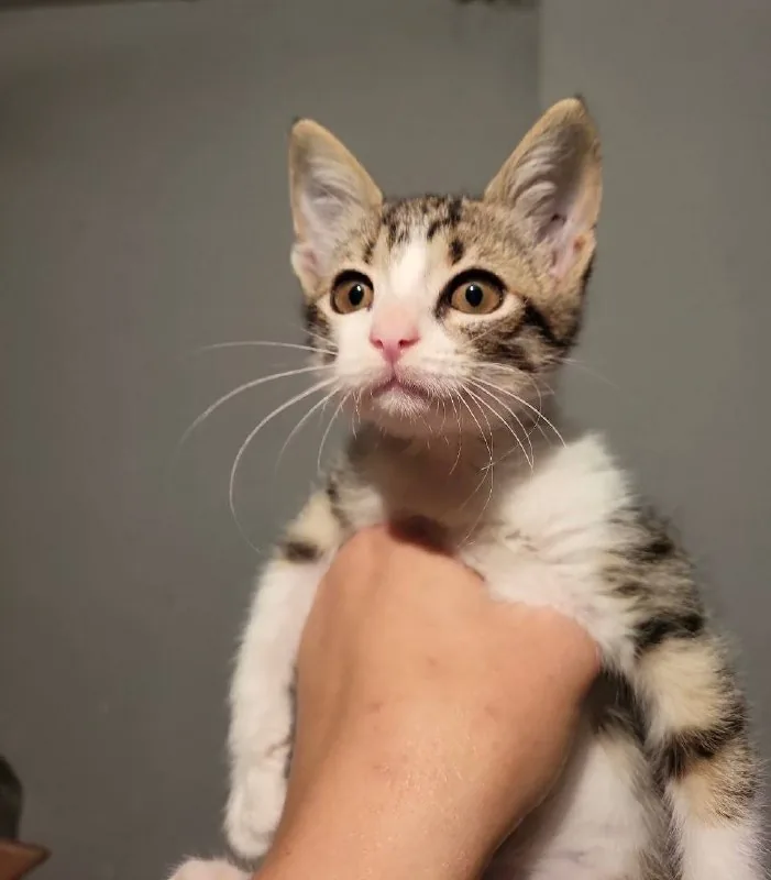 Котёнок Анфиска ищет дом 1