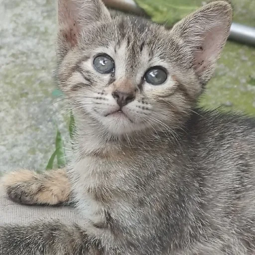 Котенок Мури