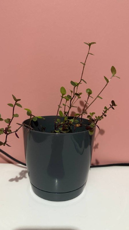 Авокадо в горшках разного размера 2