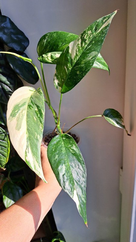 Аглаонема, коладиум, пиннатум марбл, алоказия, платицериум, хойя, монстера 3