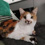 Кошка Курага ищет дом 4
