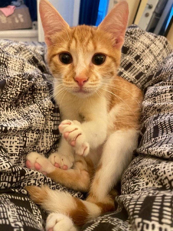 Рыженький котёнок девочка Пенни 8