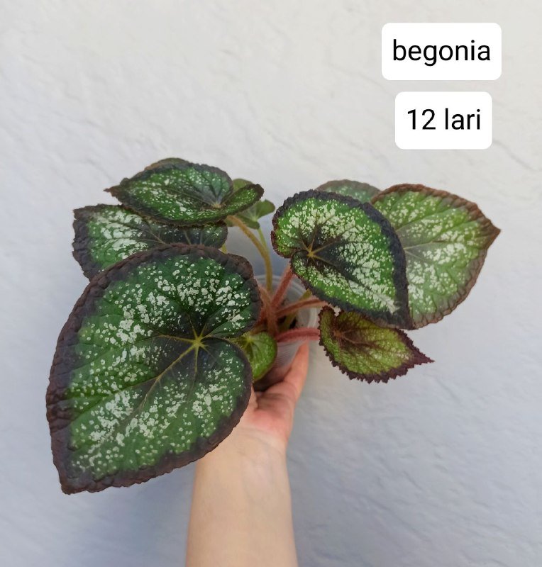 Комнатные растения 5