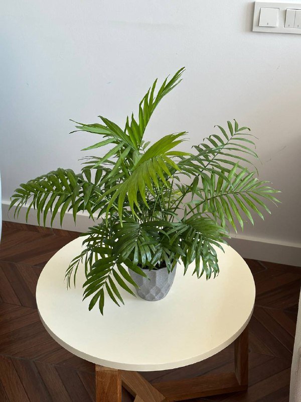 Хамедорея с горшком