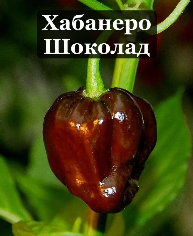 Саженцы мексиканских острых перцев Халапеньо Тайгер, Хабанеро Шоколад, Поблано 2