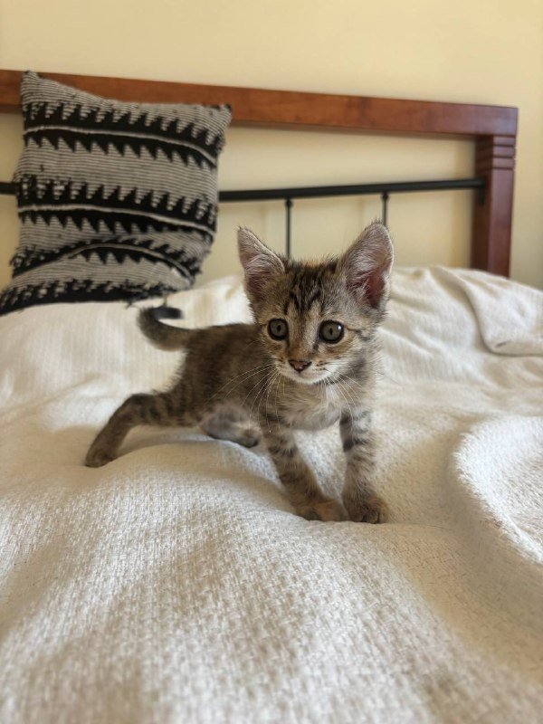 котенок девочка 3 месяца 3